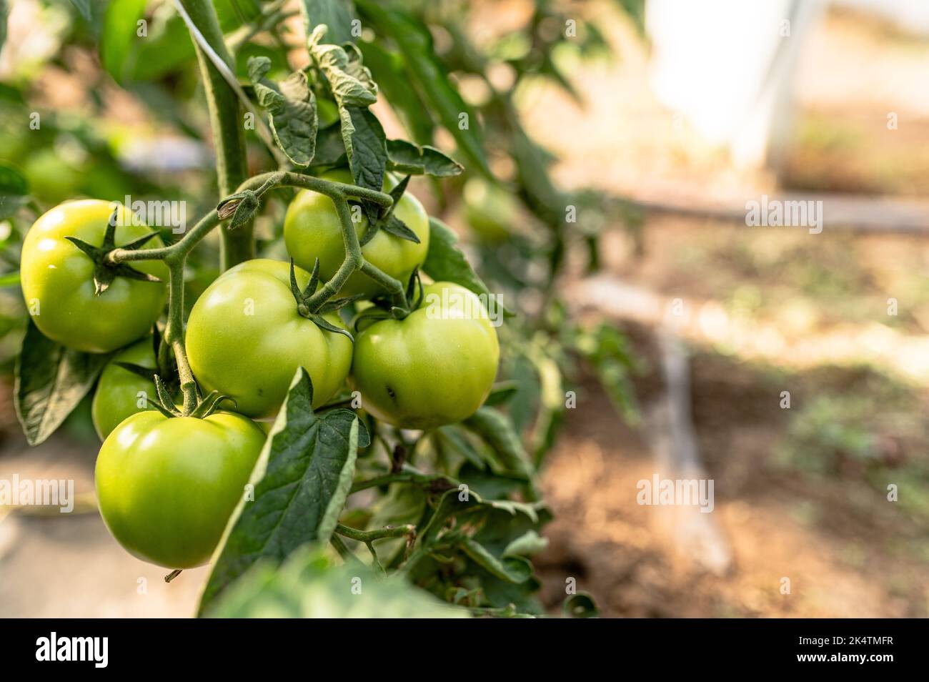Tomato plants in greenhouse Green tomatoes plantation. Organic farming, young tomato cluster plants growth in greenhouse. Stock Photo