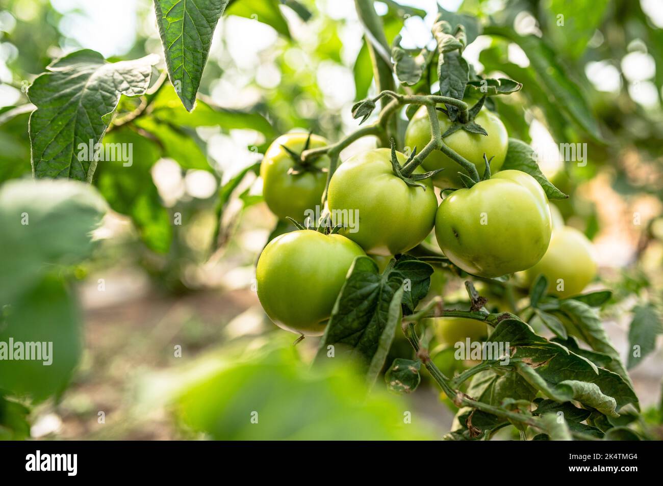 Tomato plants in greenhouse Green tomatoes plantation. Organic farming, young tomato cluster plants growth in greenhouse. Stock Photo