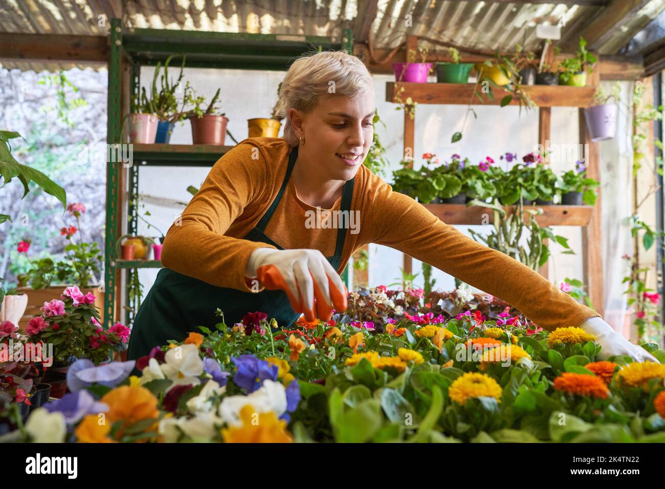 Young florist or gardener caring for plants to ensure quality in the nursery's range Stock Photo