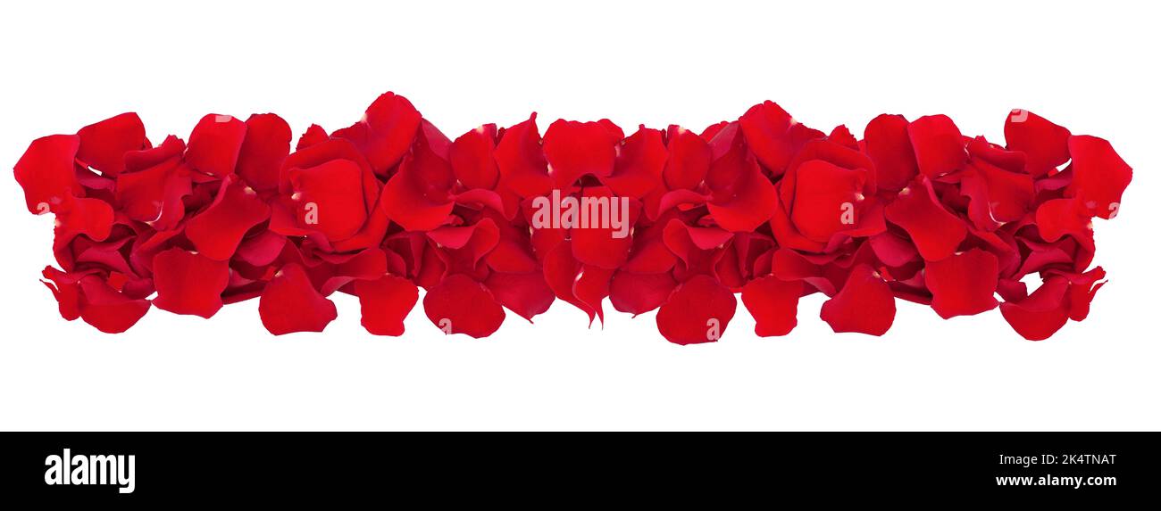 Rose petals red flower isolated on a white background. Solid carpet of rose petals high quality photo Stock Photo
