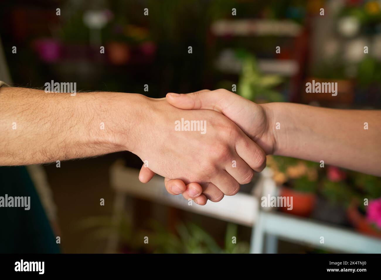 Shaking hands as a concept for congratulation and greeting between business people Stock Photo