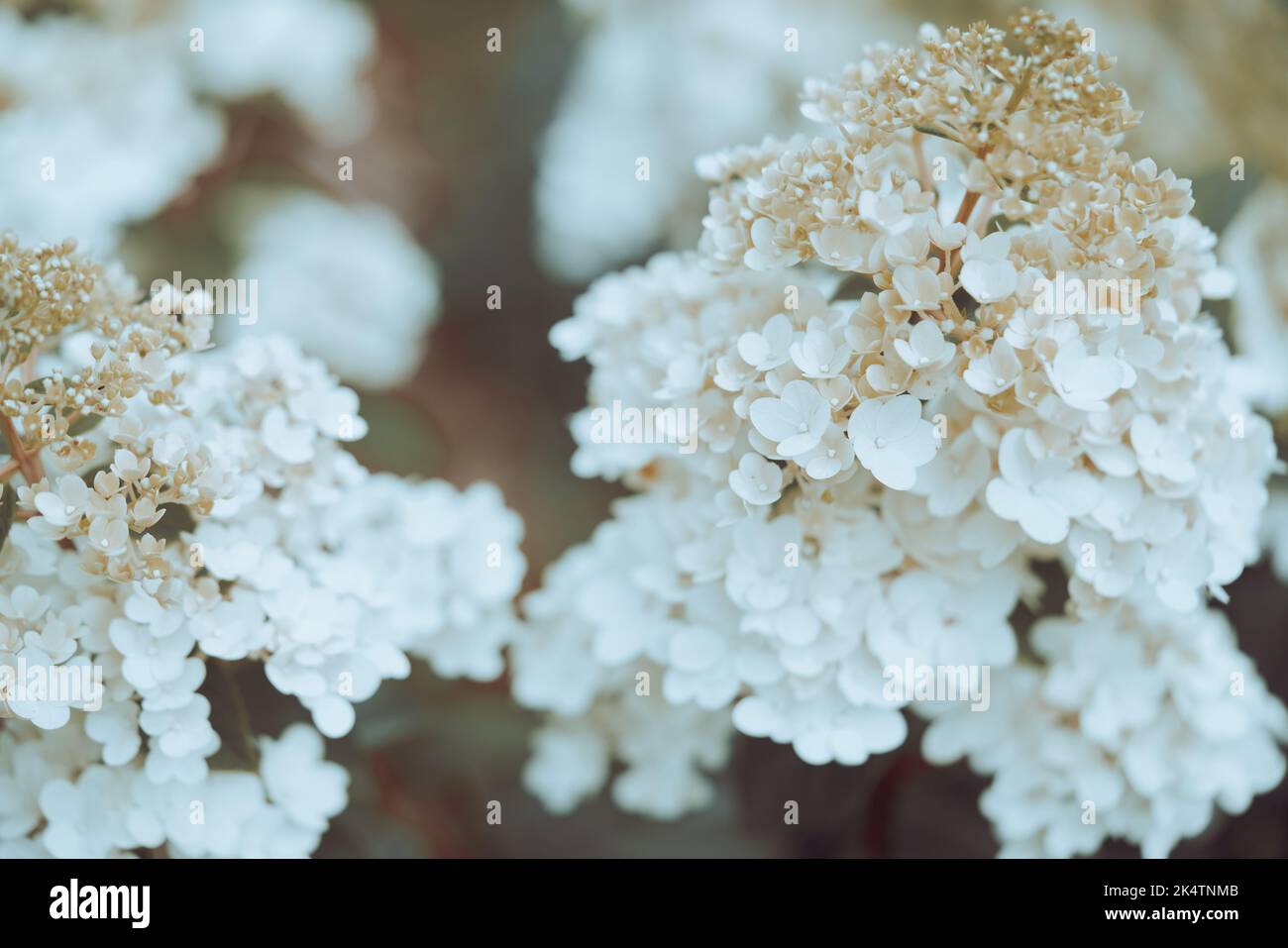 white hydrangea flowers Stock Photo