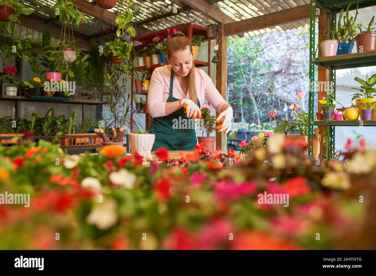 Gardener or florist caring for plants in the nursery or in the flower