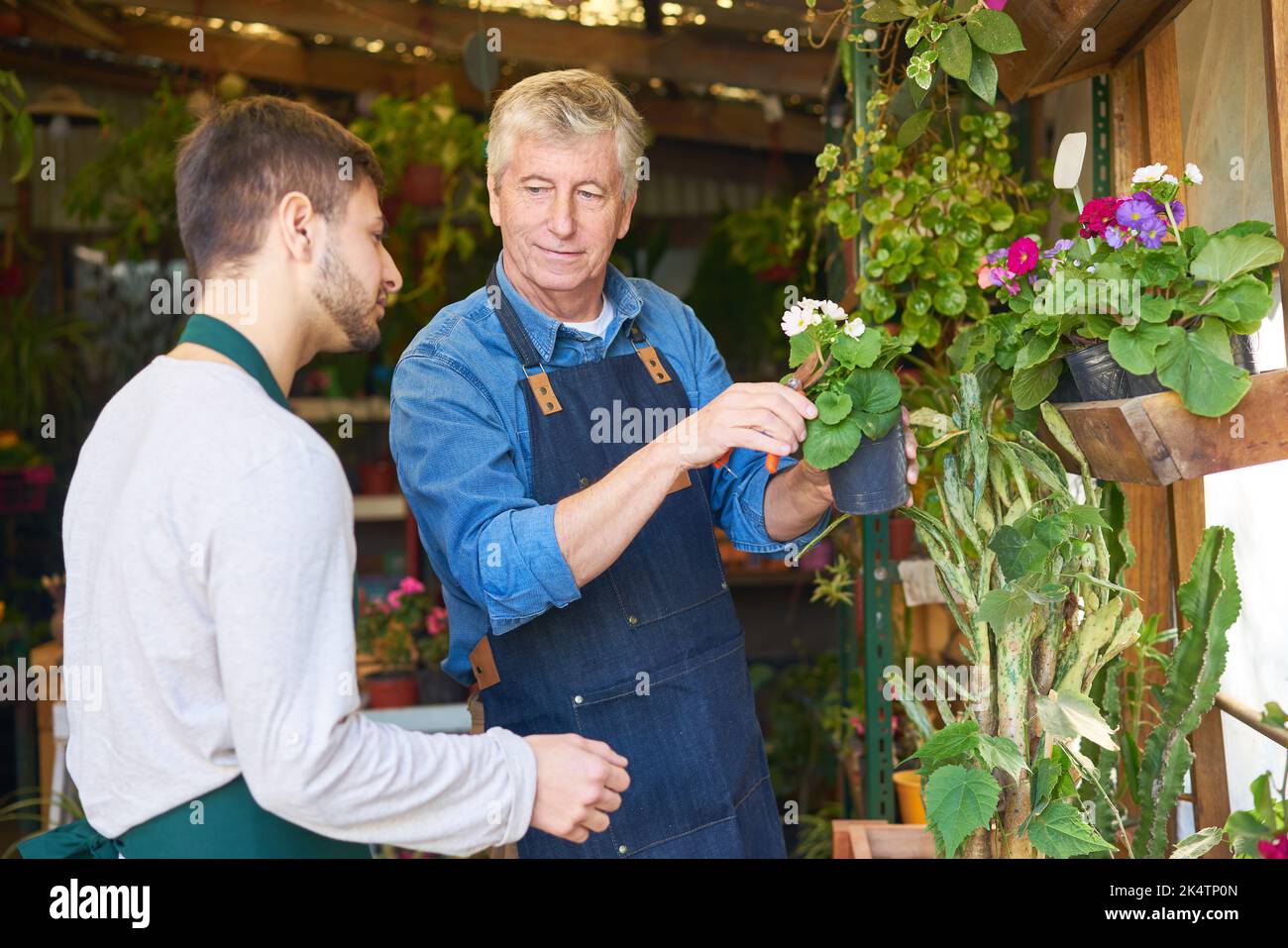 Senior gardener and trainee florist tending plants in flower shop Stock Photo
