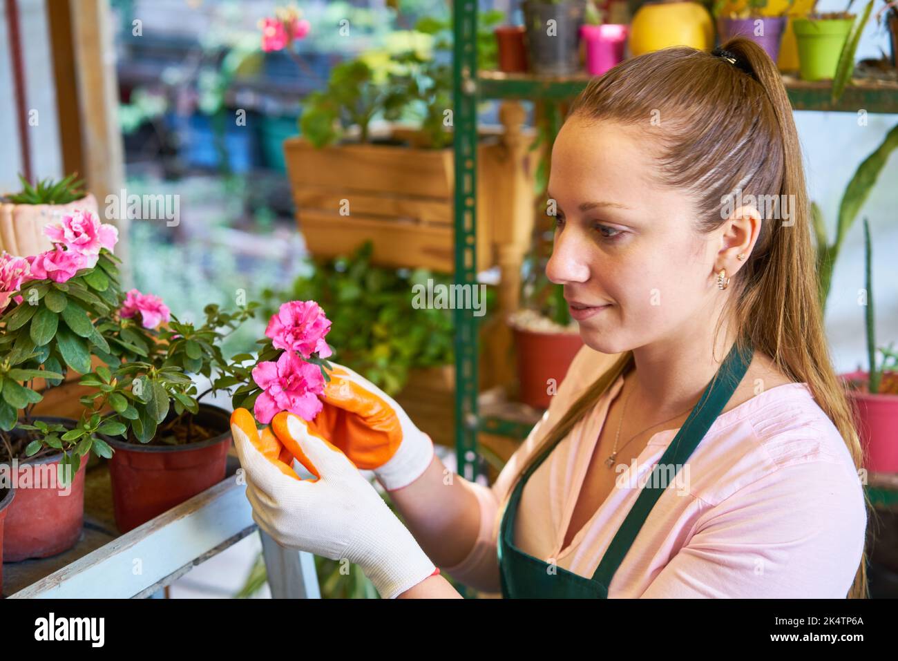 Young florist controls quality of flowers and plants breeding at plant care Stock Photo