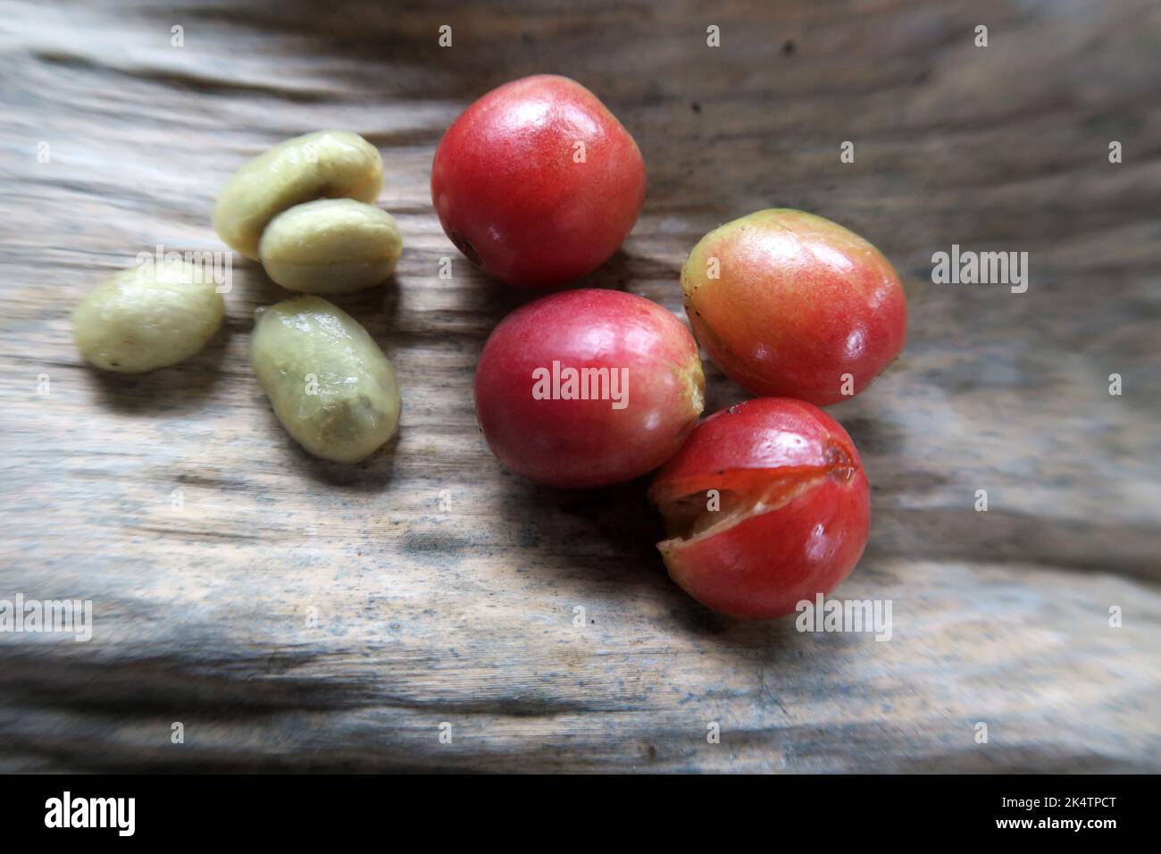 Still life of typica arabica coffee cherries and beans, Chiang Rai, Thailand Stock Photo