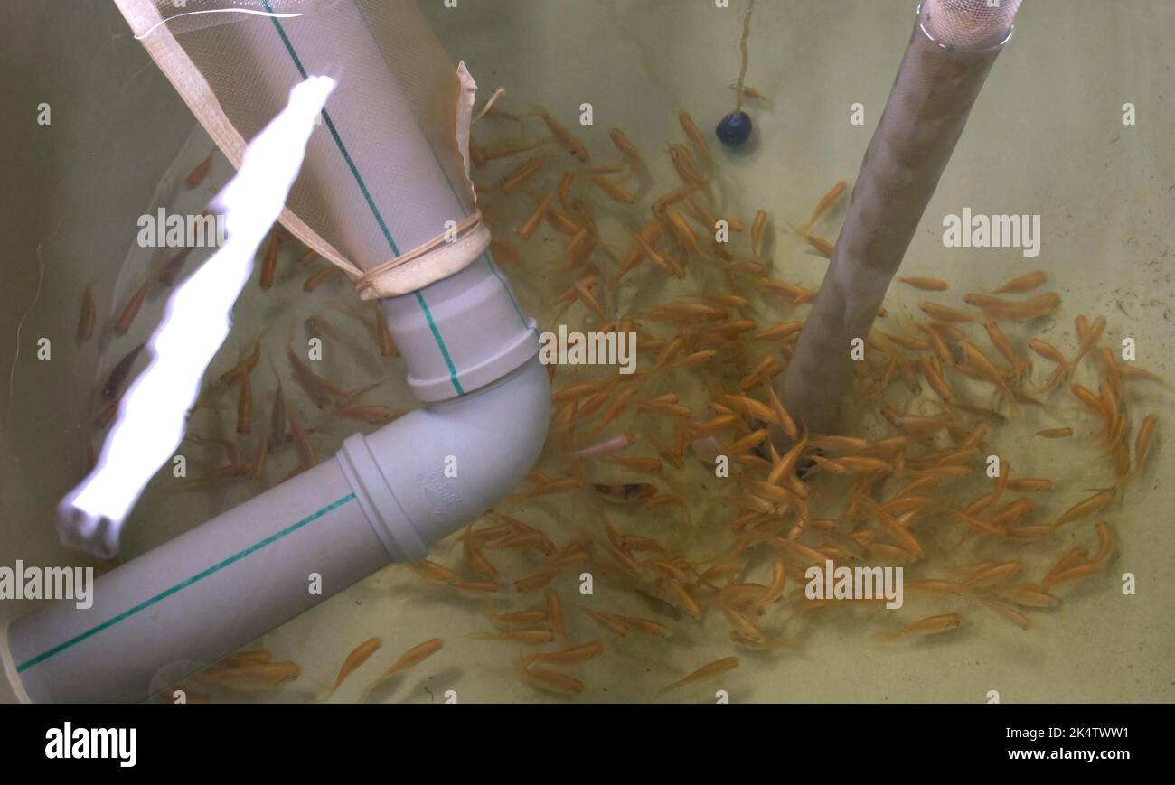 REHOVOT, ISRAEL - OCTOBER 3: Fish swim inside a container in a testing lab where fish grow for research on genetics to increase sustainability at the Faculty of Agriculture, Food and Environment on October 3, 2022 in Rehovot, Israel. Israel’s alternative protein sector has experienced its biggest investment year on record. The Israel Innovation Authority works to position the country as a leader in the food-tech sector, and in the field of alternative proteins in particular. Credit: Eddie Gerald/Alamy Live News Stock Photo