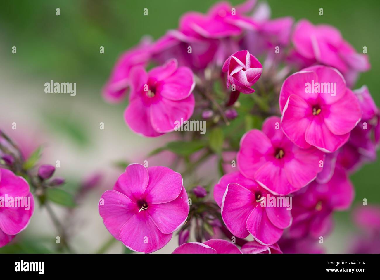 Pink phlox close-up. Stock Photo