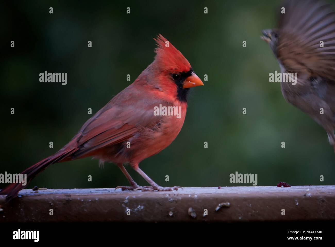 northern cardinal on the backyard bird bath Stock Photo - Alamy