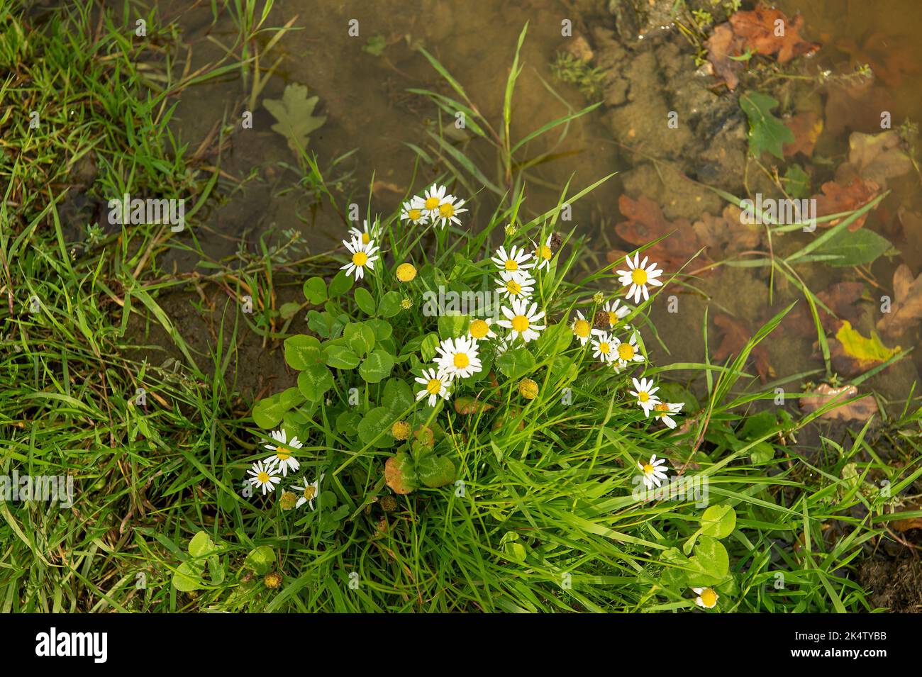 grass and daisies and weeds Stock Photo