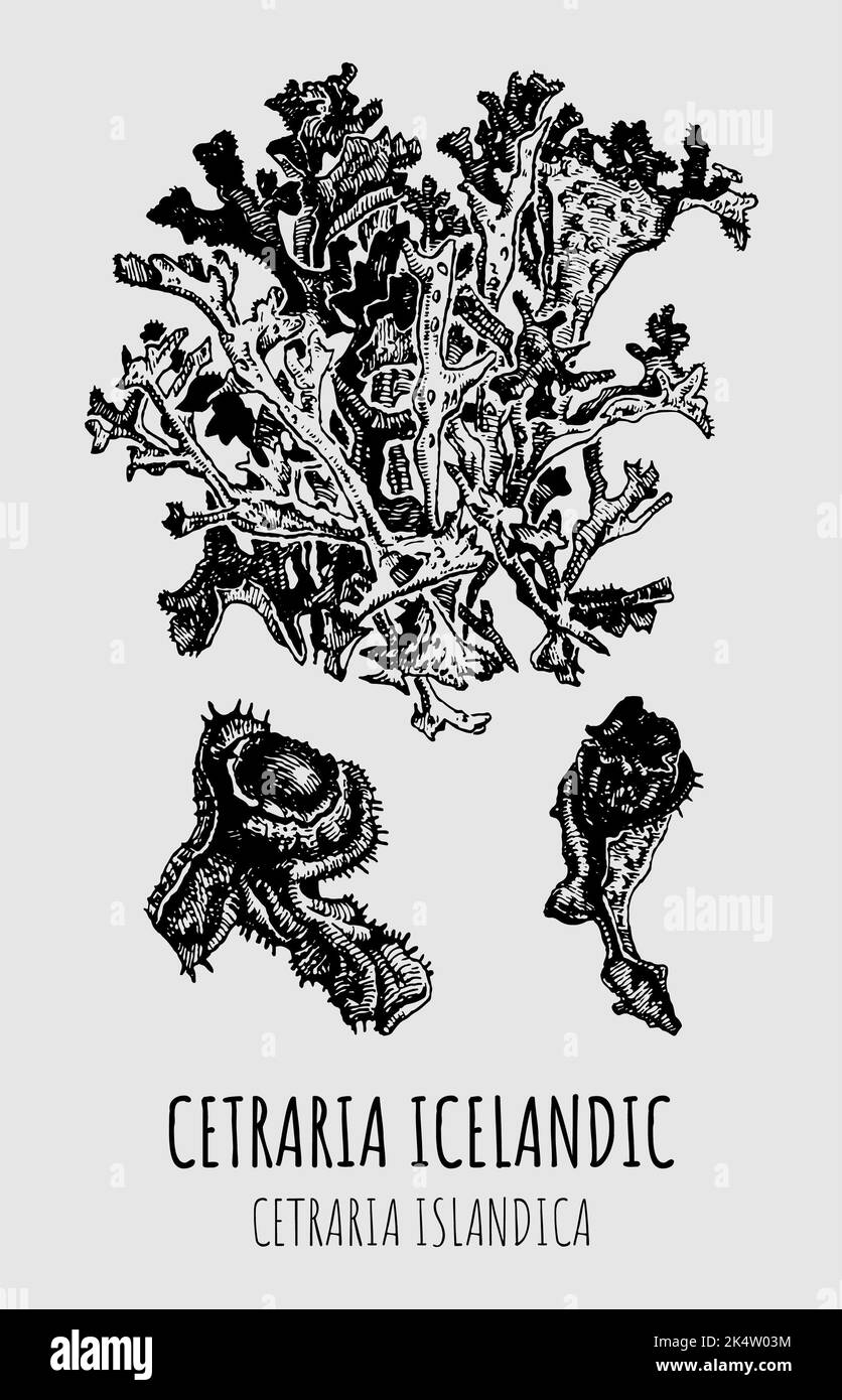 Vector drawings of Cetraria Icelandic. Hand drawn illustration. Latin name Cetraria islandica. Stock Photo
