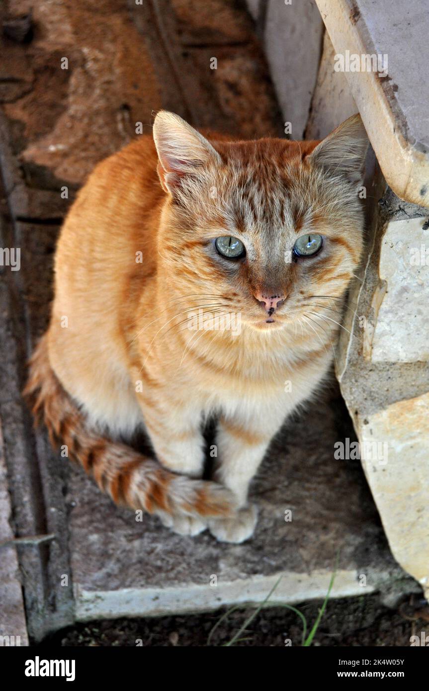 Orange cat looking at camera Stock Photo Alamy
