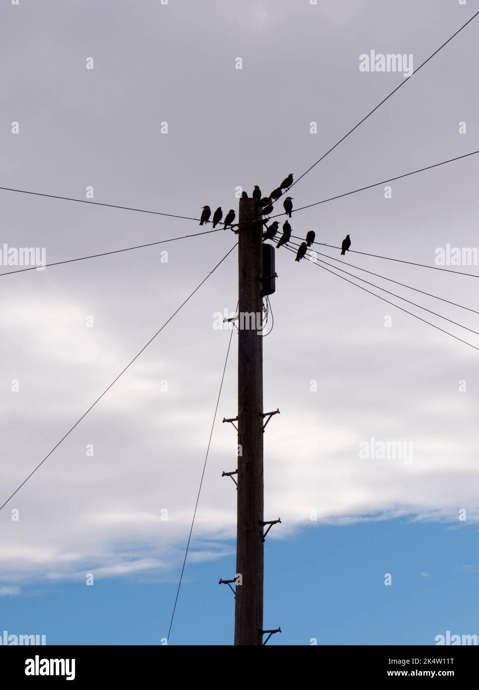 There is nothing more prosaic than a flock of birds - they look like starlings to me - perched on telephone wires. Yet, given the right lighting or dr Stock Photo