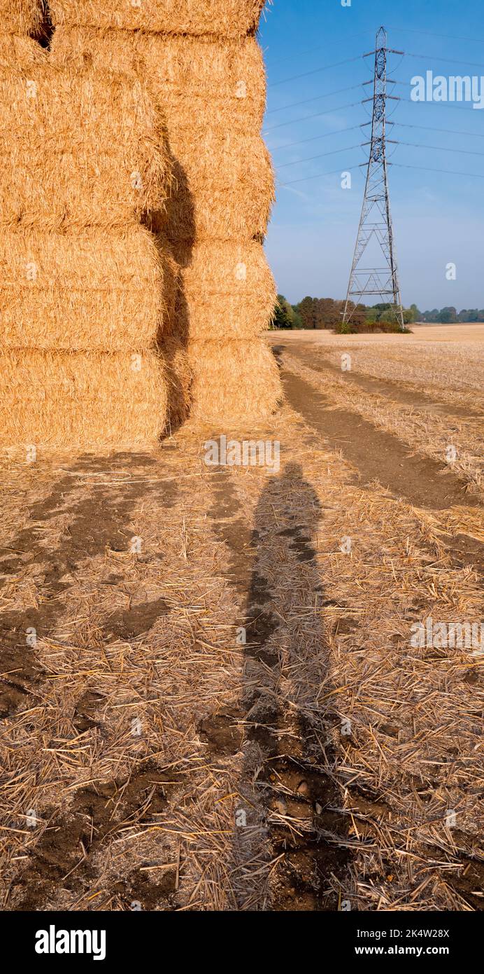It's just after harvest time. Seen in a corn field just outside my home