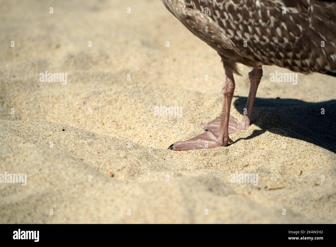 detail of paws of a seagull on nantucket island sandy beach atlantic ocean Stock Photo