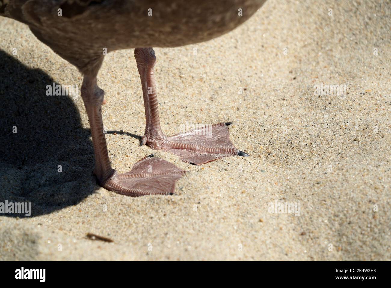 detail of paws of a seagull on nantucket island sandy beach atlantic ocean Stock Photo