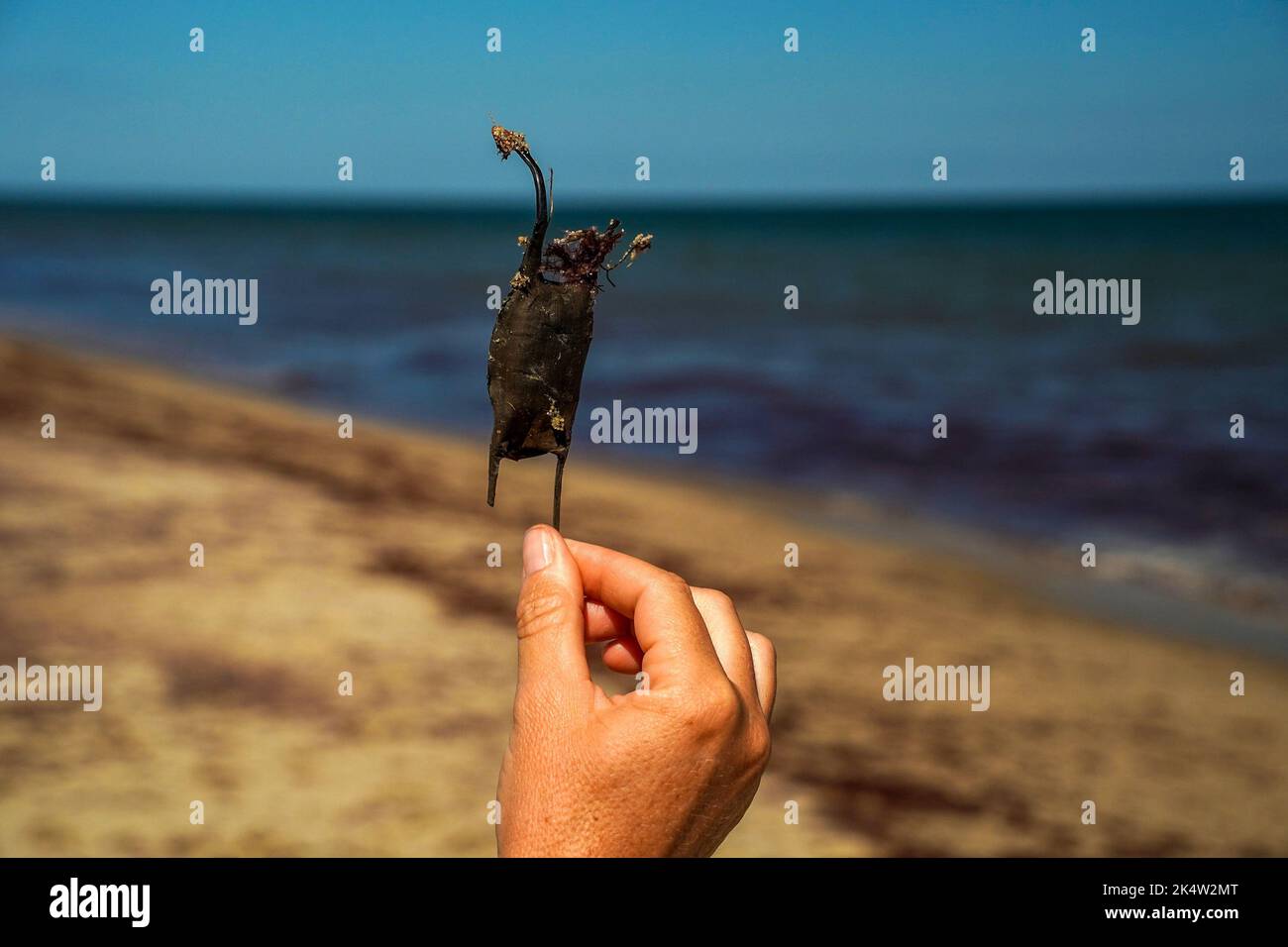 stingray shark egg on atlantic ocean shore of nantucket island Stock Photo