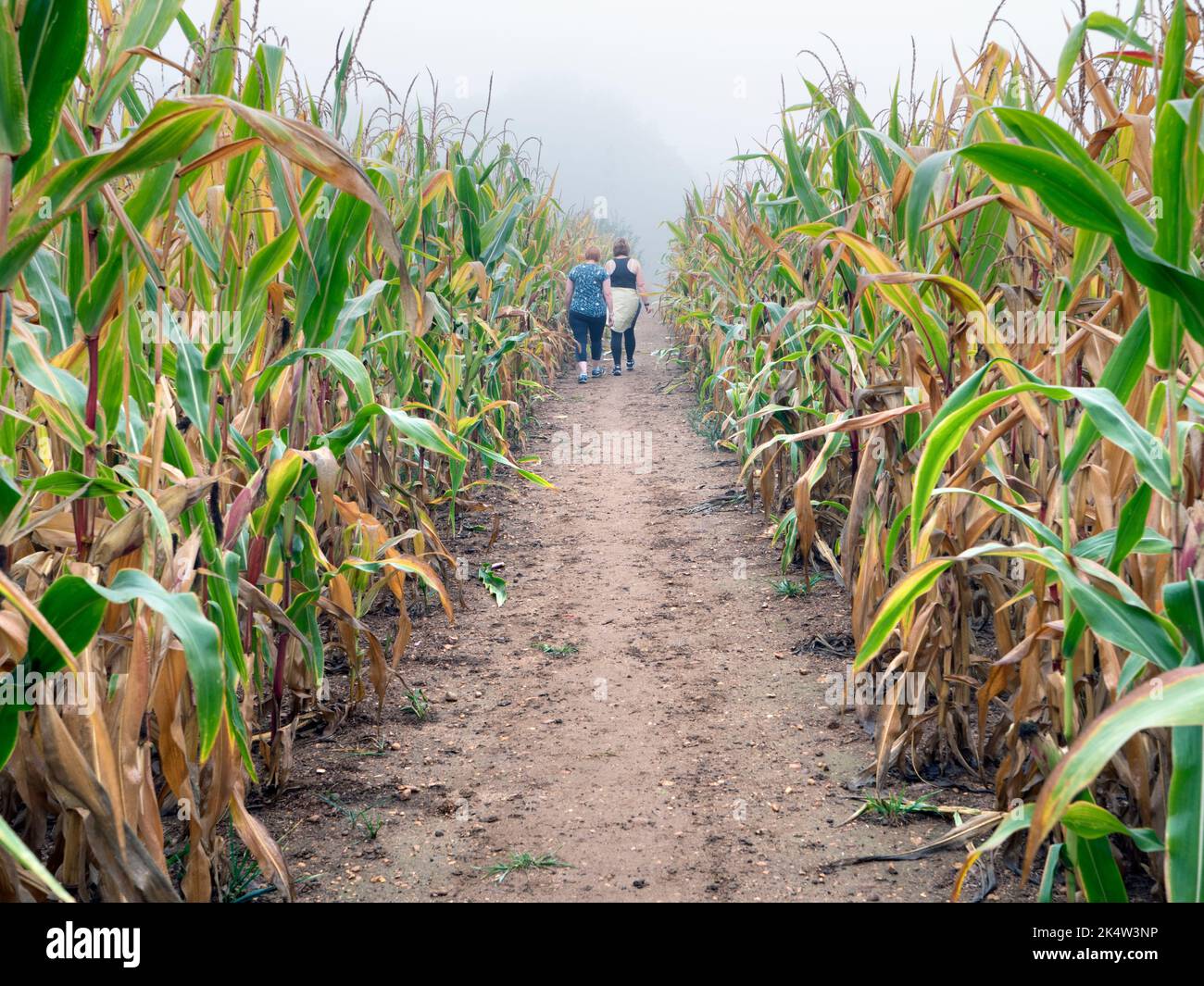 Maize in not a common crop in Oxfordshire. But here is a field of the nearly ripe staple crop by Radley Collage. A common-law footpath splits the fiel Stock Photo