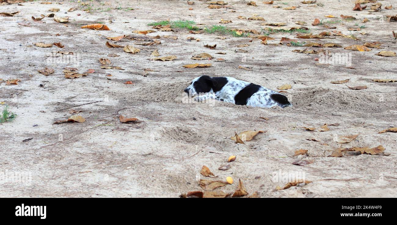 stray dog buried in the sand at the beach, Homeless dog on the beach, dog sleeping on the beach. Stock Photo