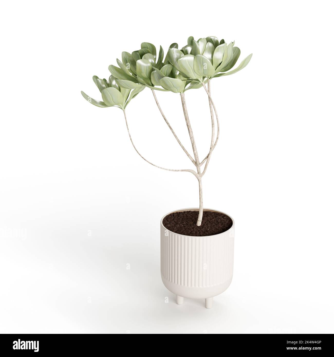 A growing plant on white pot isolated in white background Stock Photo ...