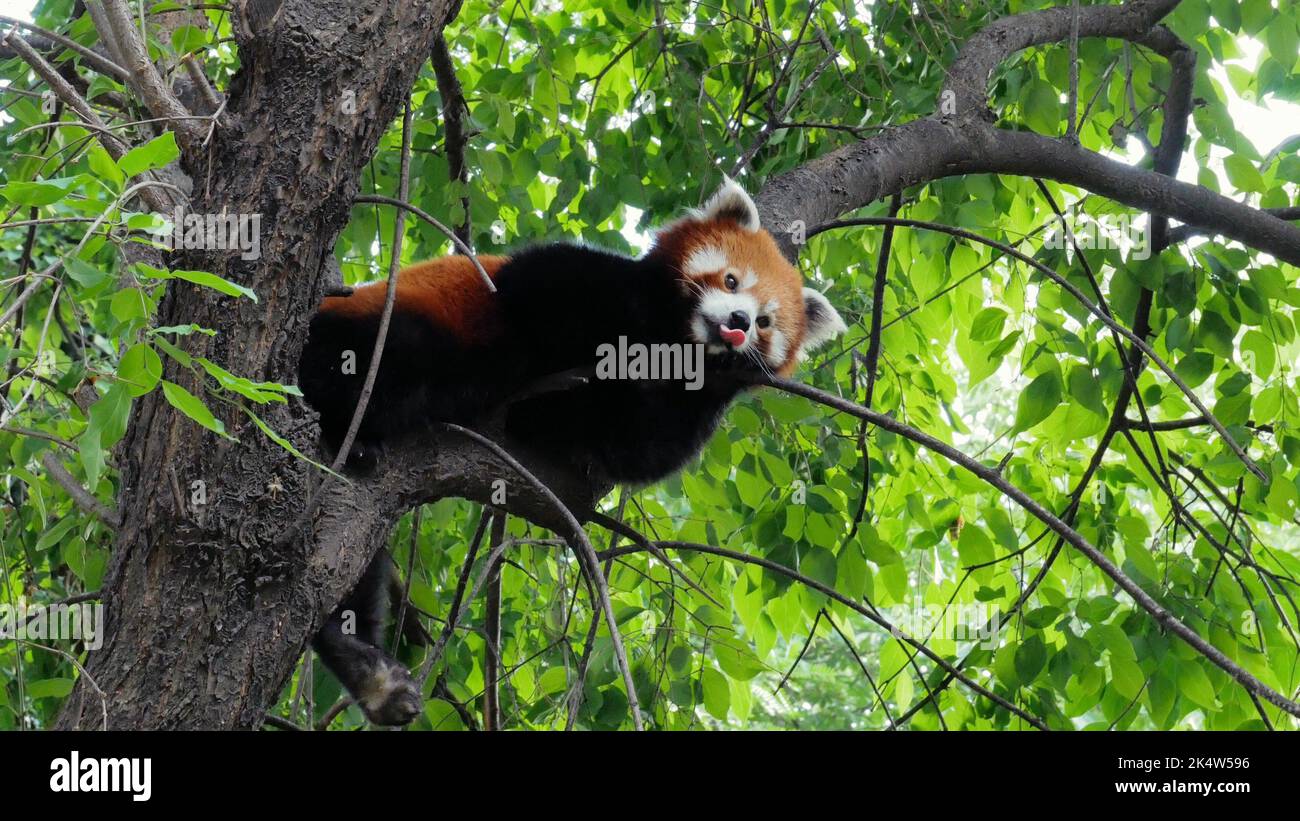 An adorable Red panda on green tree in the zoo with the tongue out ...