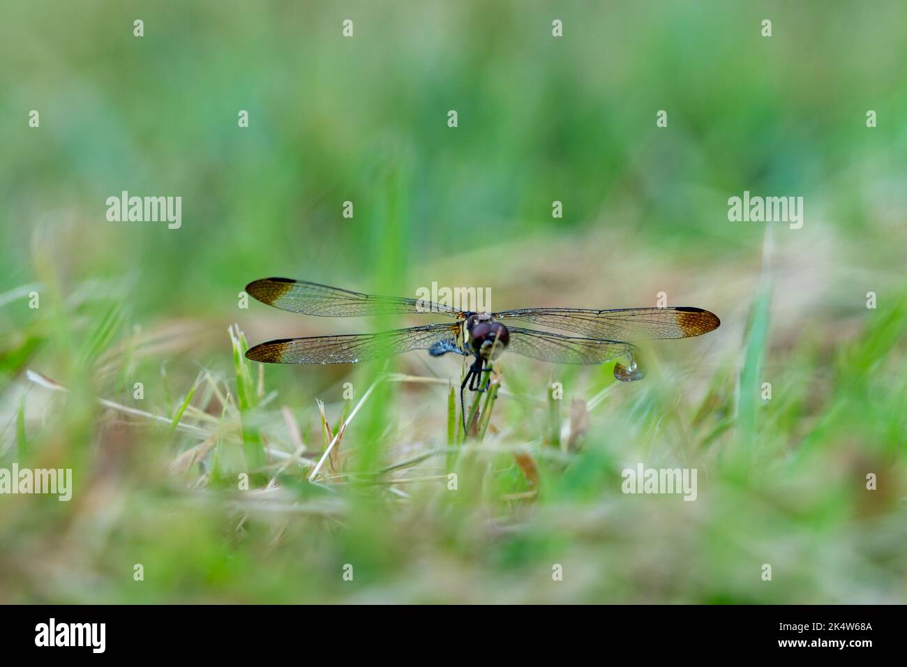 water droplets on the wings of a dragonfly sitting in the grass and ...