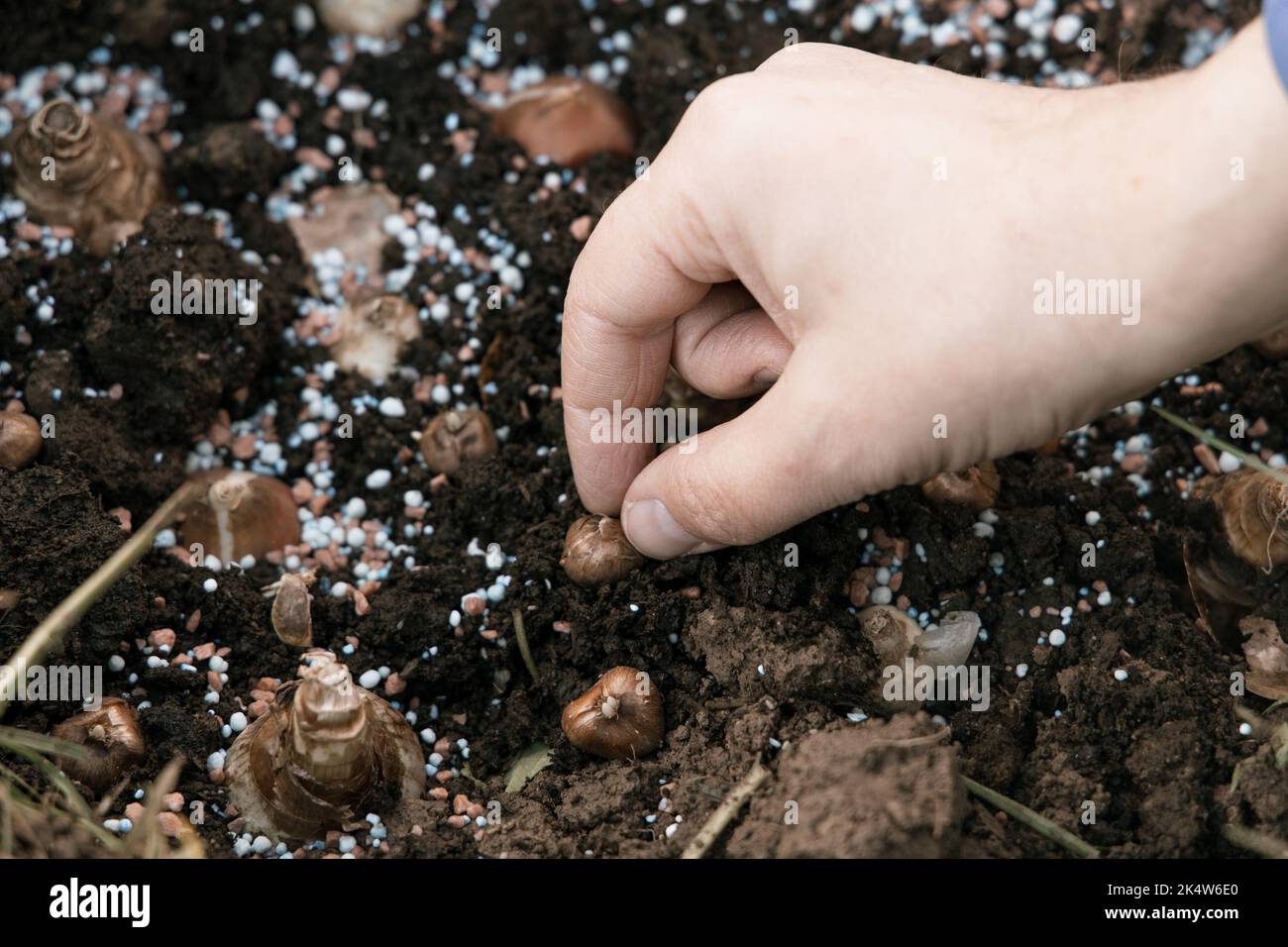 hand sadi in soilsoil flower bulbs. Hand holding a crocus bulb before