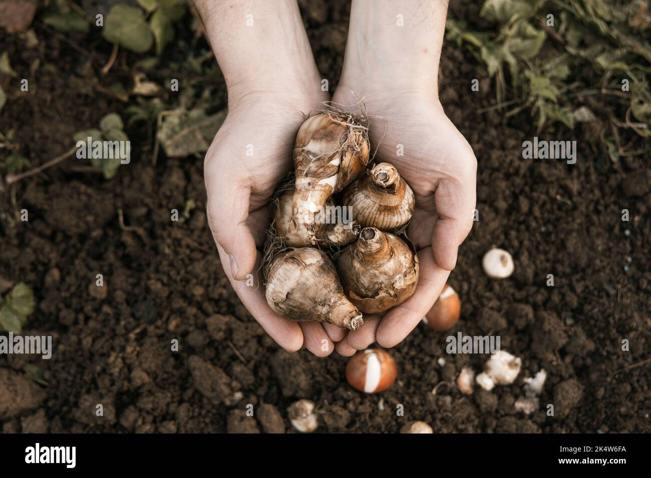 hands holding daffodil bulbs before planting in the ground Stock Photo