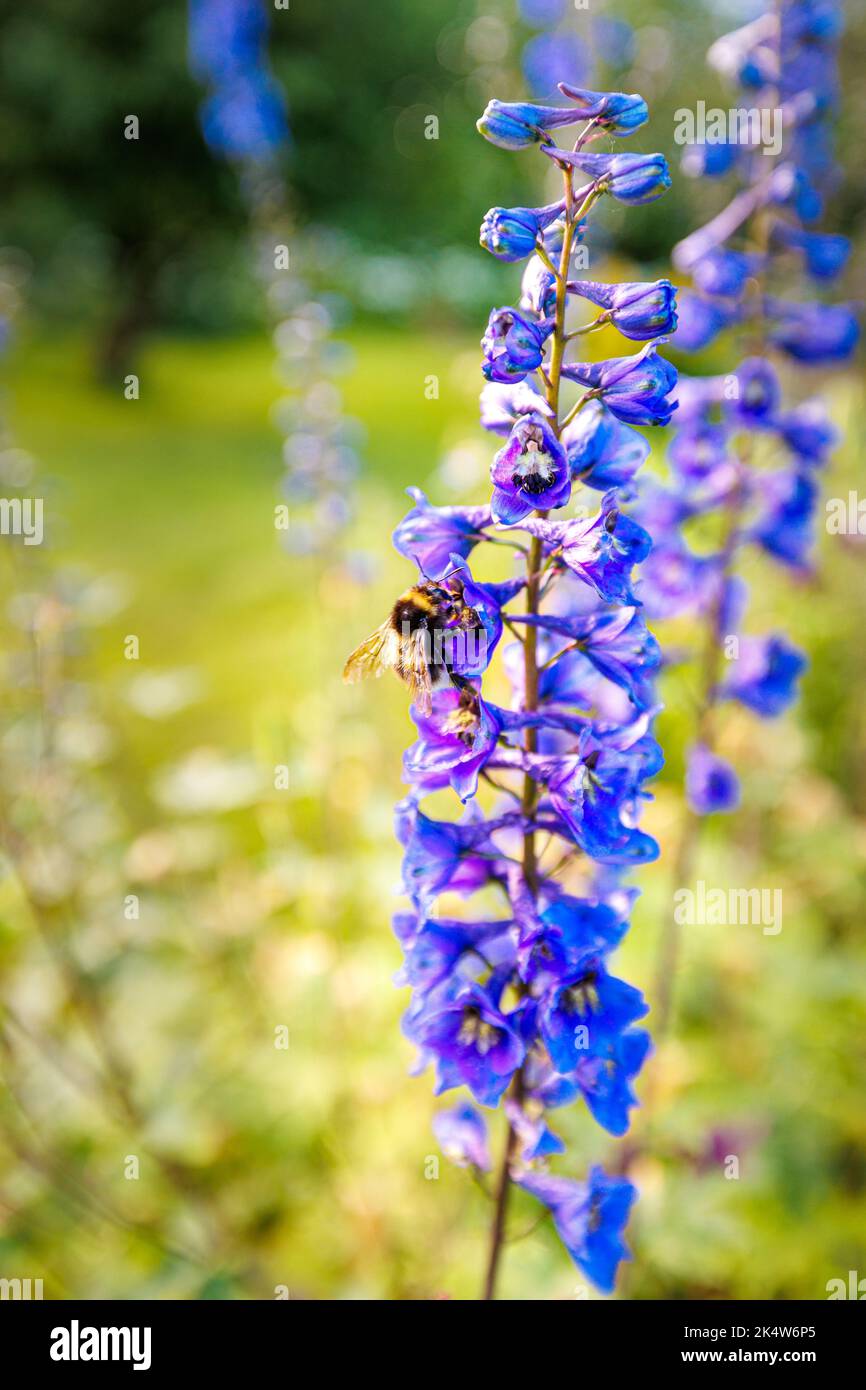 A selective of bee collecting pollen from a blue flower Stock Photo