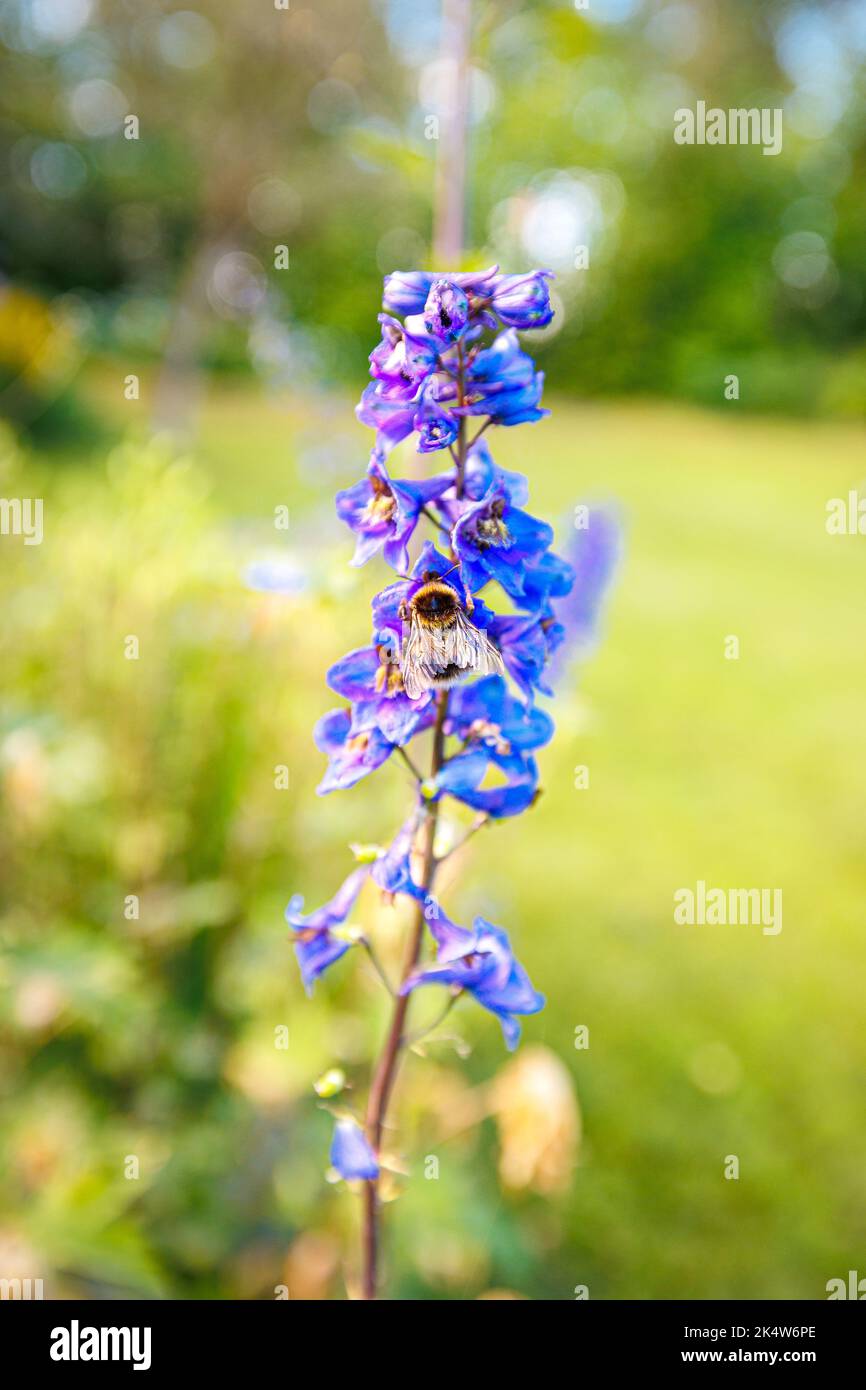 A selective of bee collecting pollen from a blue flower Stock Photo