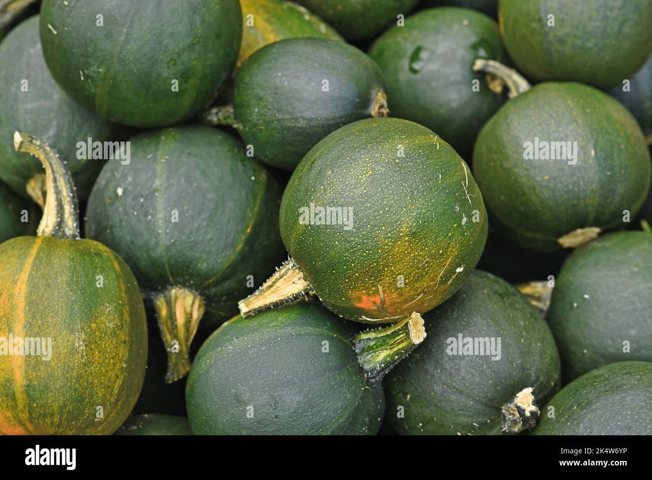 Many green Rondini Gem squashes Stock Photo
