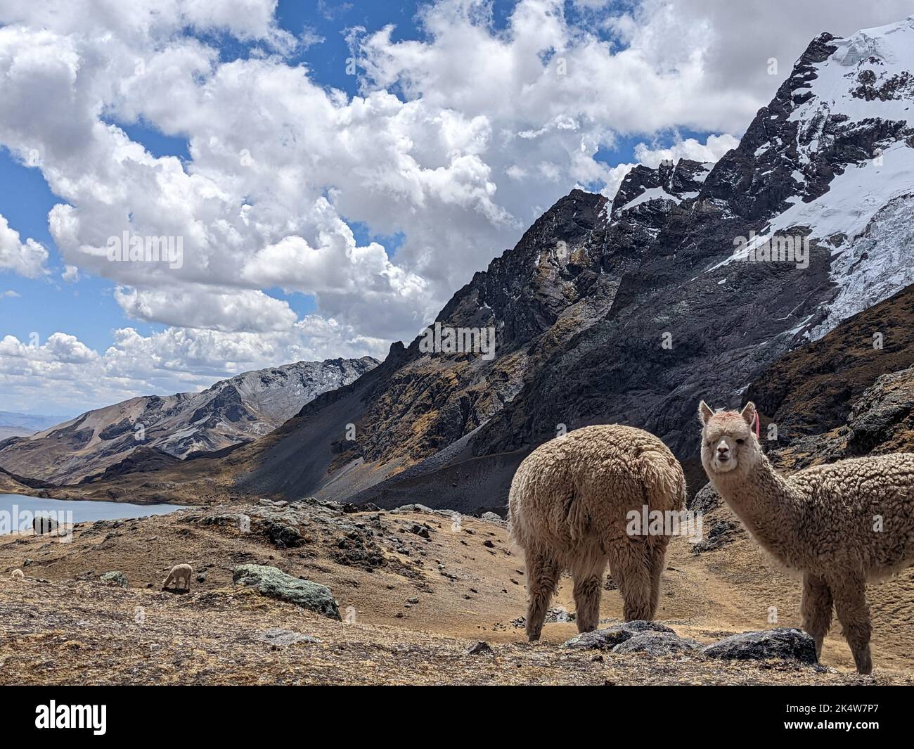 A scenic view of the rocky Cordillera Huayhuash hiking circuit and two lamas grazing Stock Photo