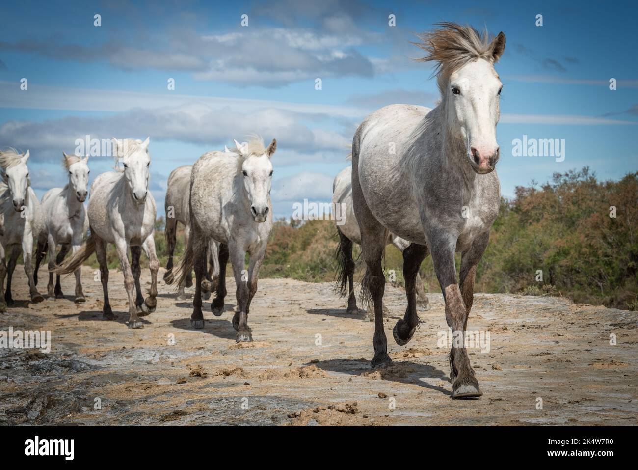 Herd of white horses are taking time on the beach. Image taken in Camargue, France. Stock Photo