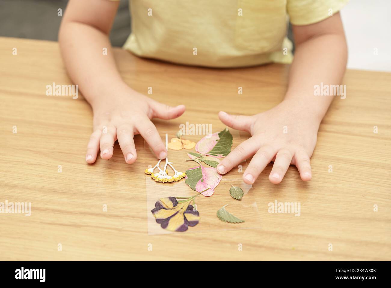 Faceless kid arranging pressed flowers on the glass picture frame. Child making picture from pressed flowers on herbarium f.rame. Stock Photo