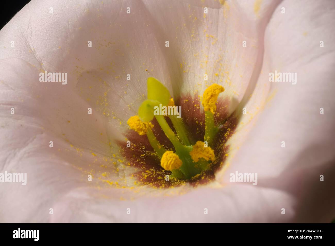 Stamens flower Stock Photo