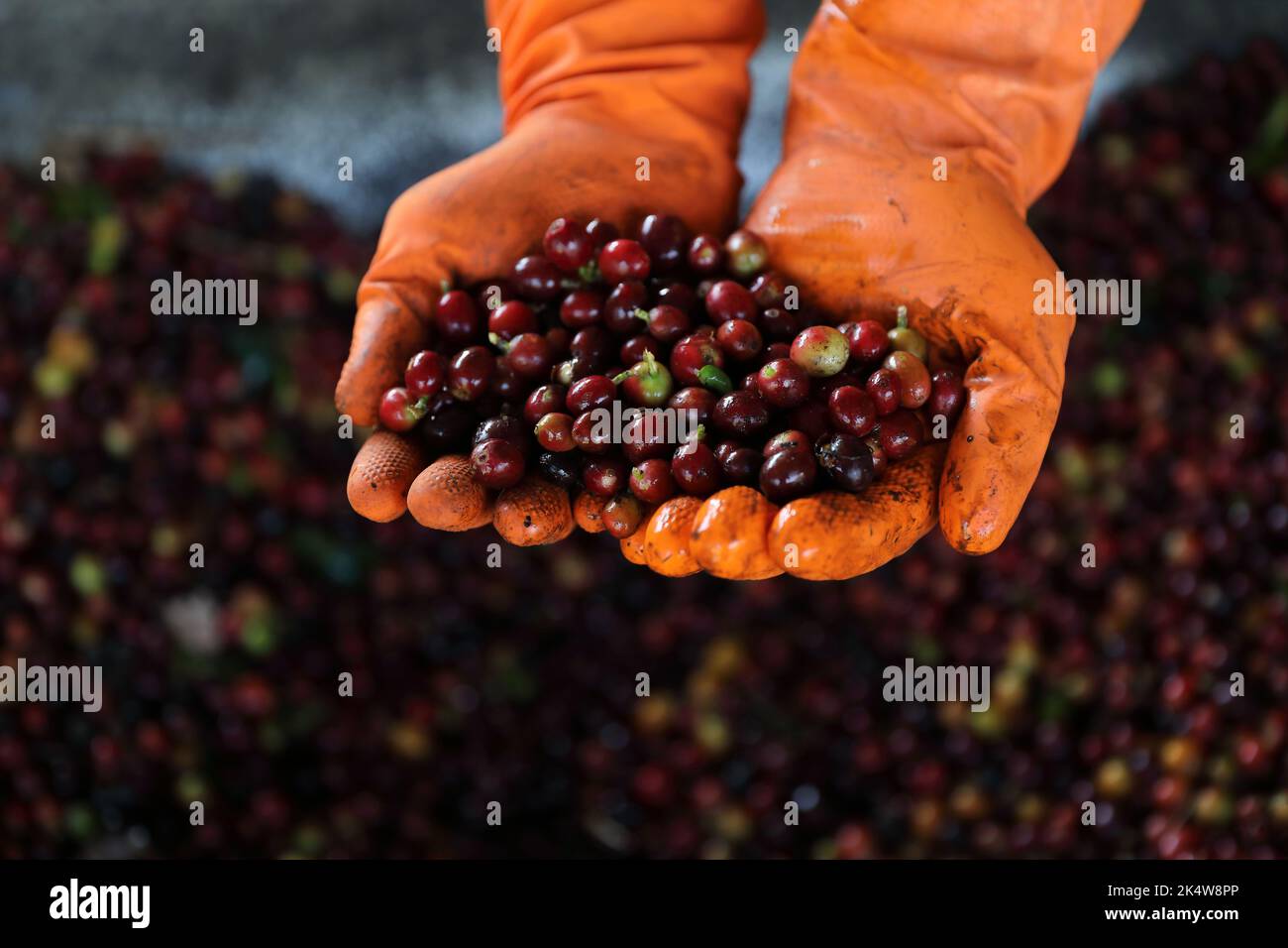 Raw coffee beans in the hand Stock Photo Alamy