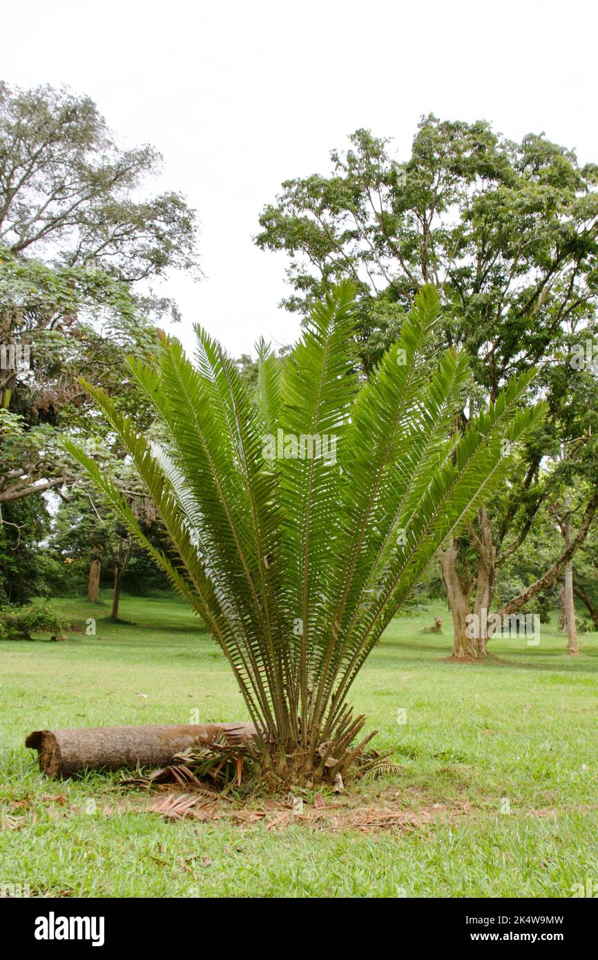 Kwango giant cycad, also known as Encephalartos laurentianus or malele Stock Photo