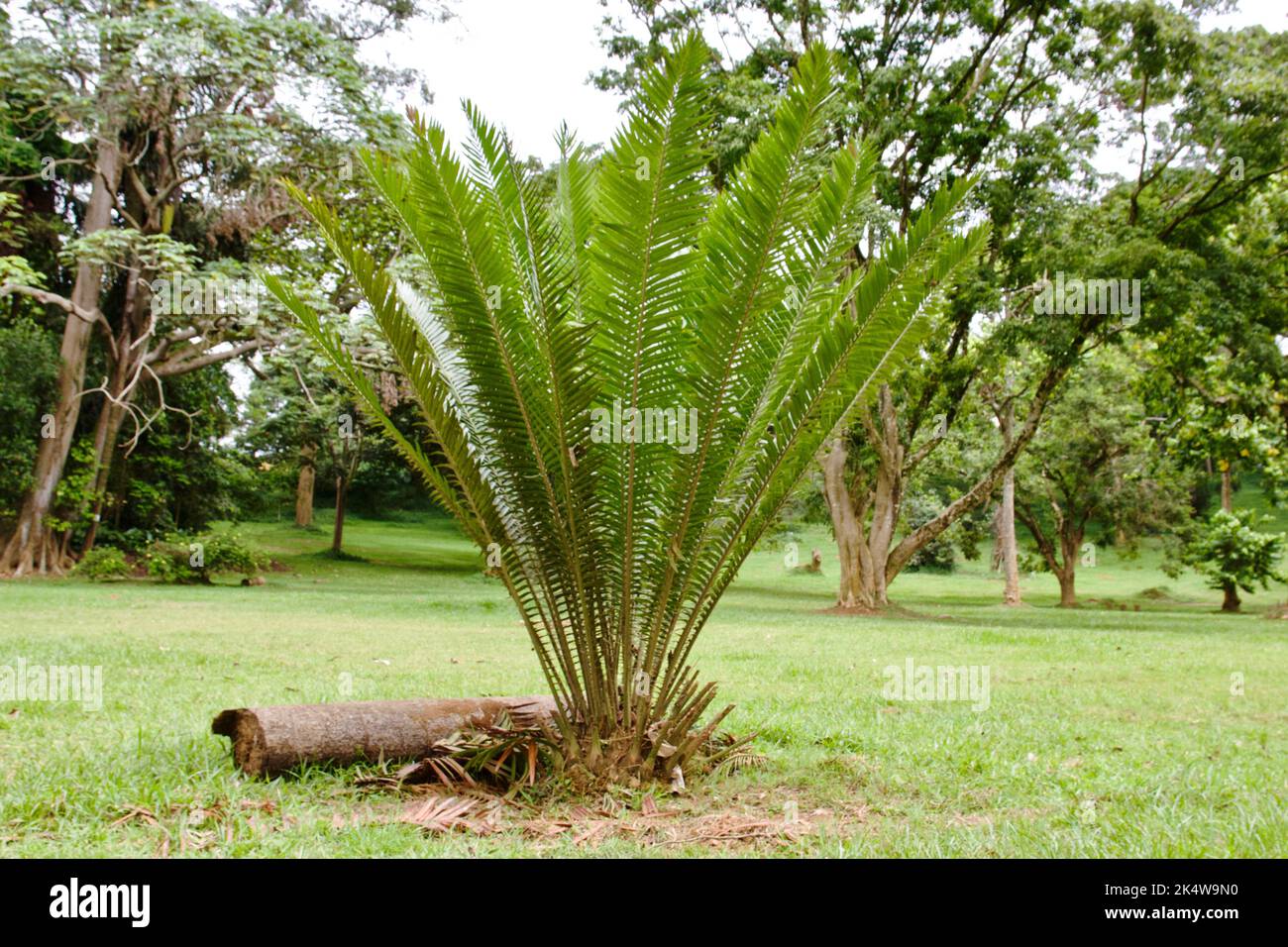 Kwango giant cycad, also known as Encephalartos laurentianus or malele Stock Photo