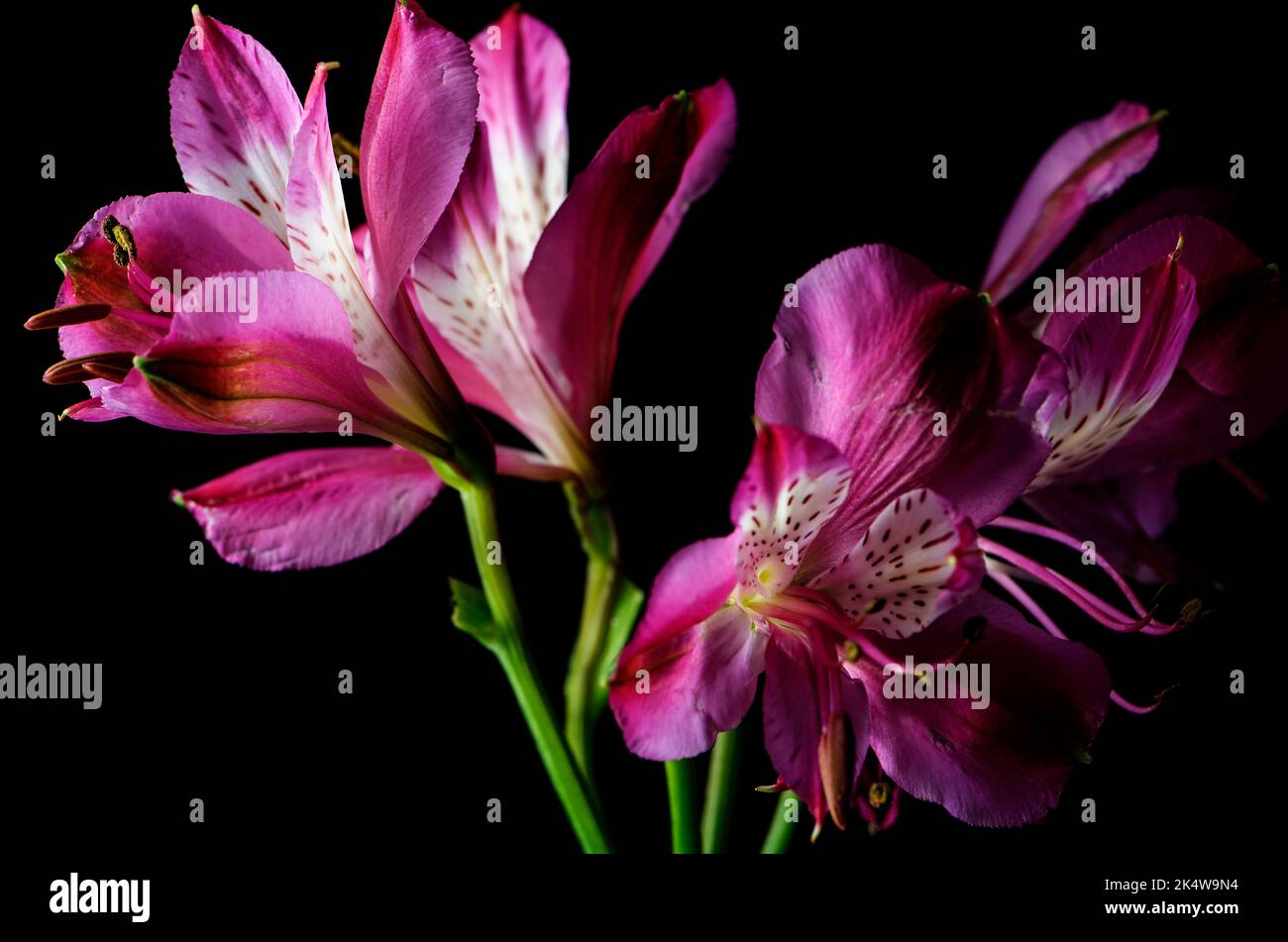 Pink Peruvian Lily, or Lily of the Incas, flower on a black background with vibrant colors Stock Photo