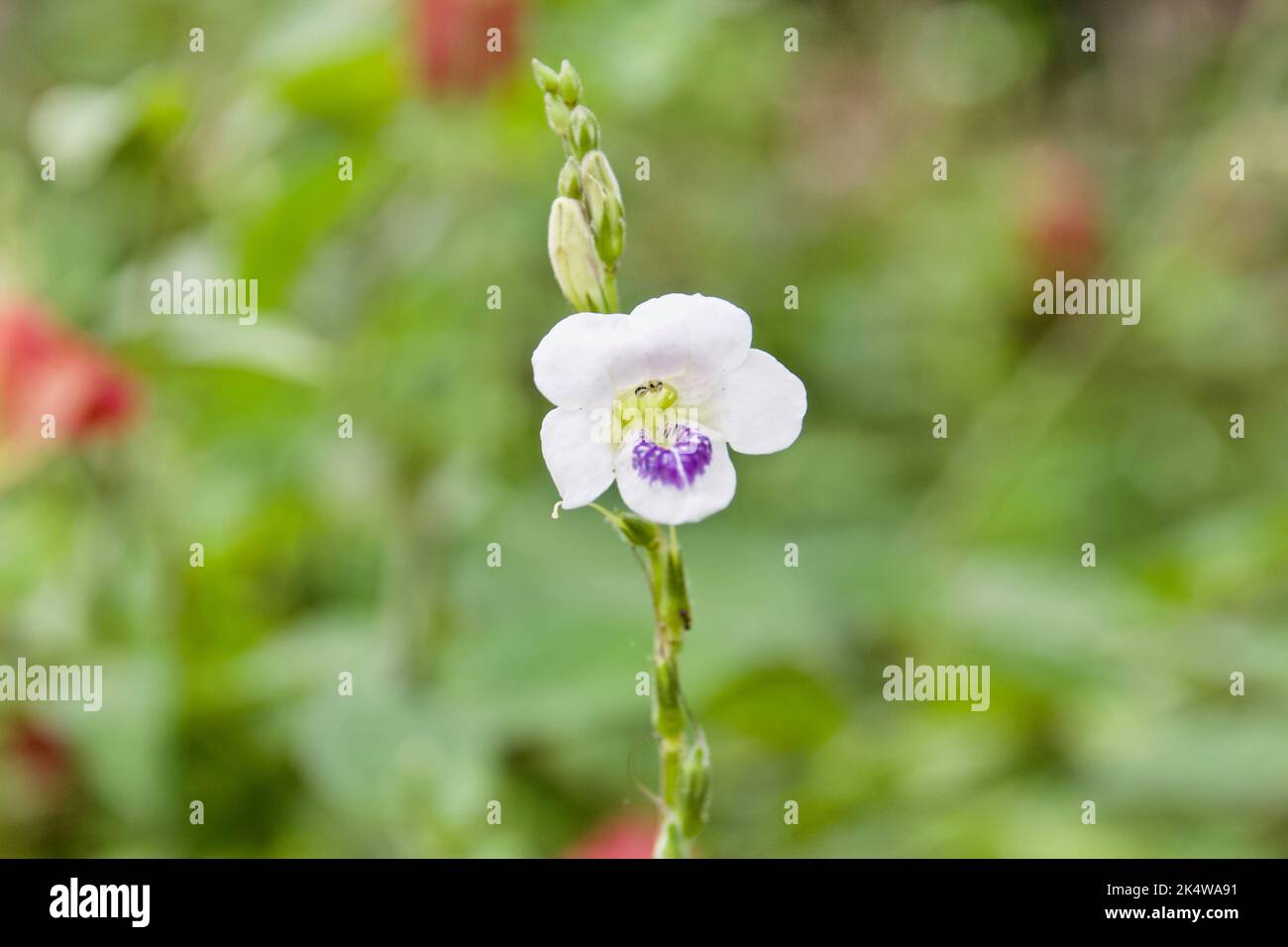 Asystasia gangetica is commonly known as Chinese violet, coromandel or creeping foxglove Stock Photo