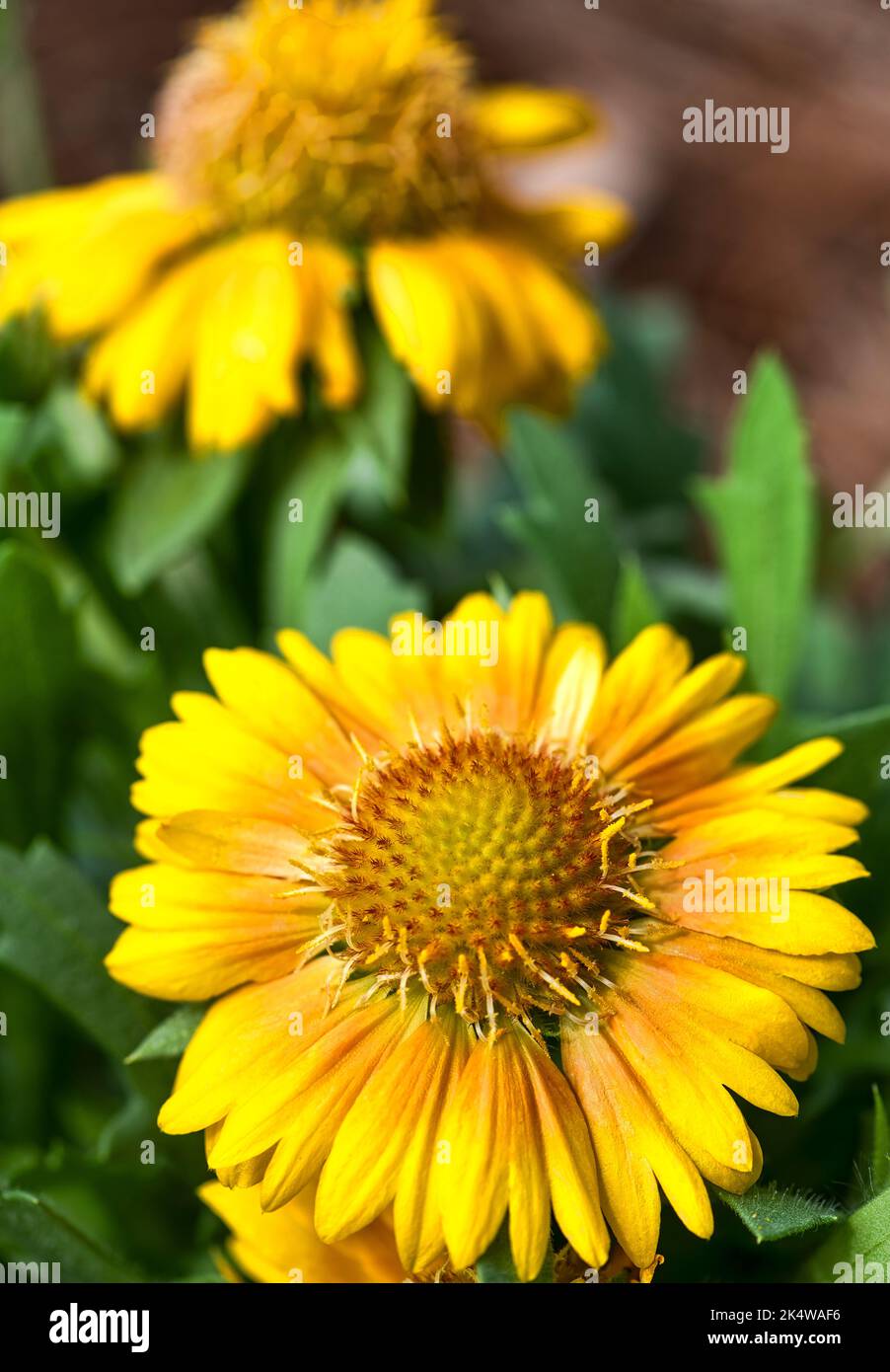 Vibrant yellow Mesa Peach Blanket Flowers in a garden Stock Photo