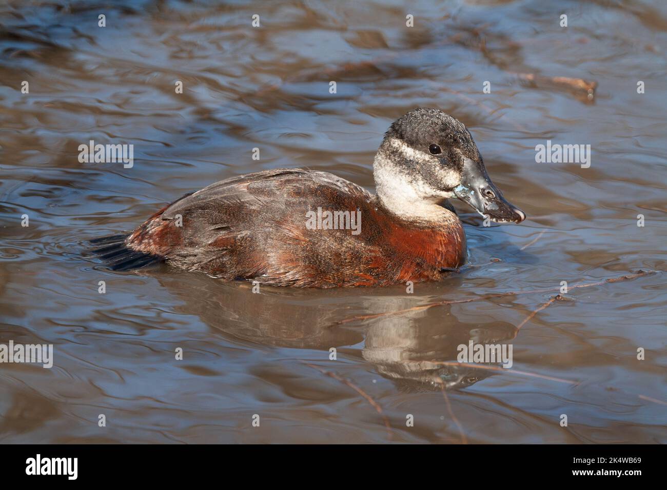 Juvenile African Maccoa Duck (Oxyura maccoa) swimming South Africa