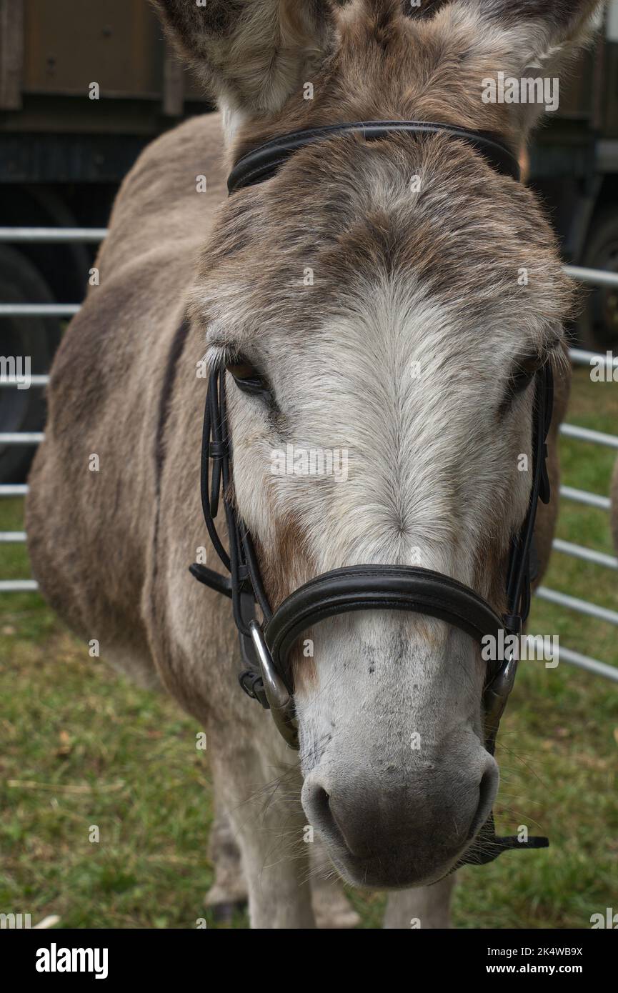 Close up of Donkey head, eyes and nose. Stock Photo