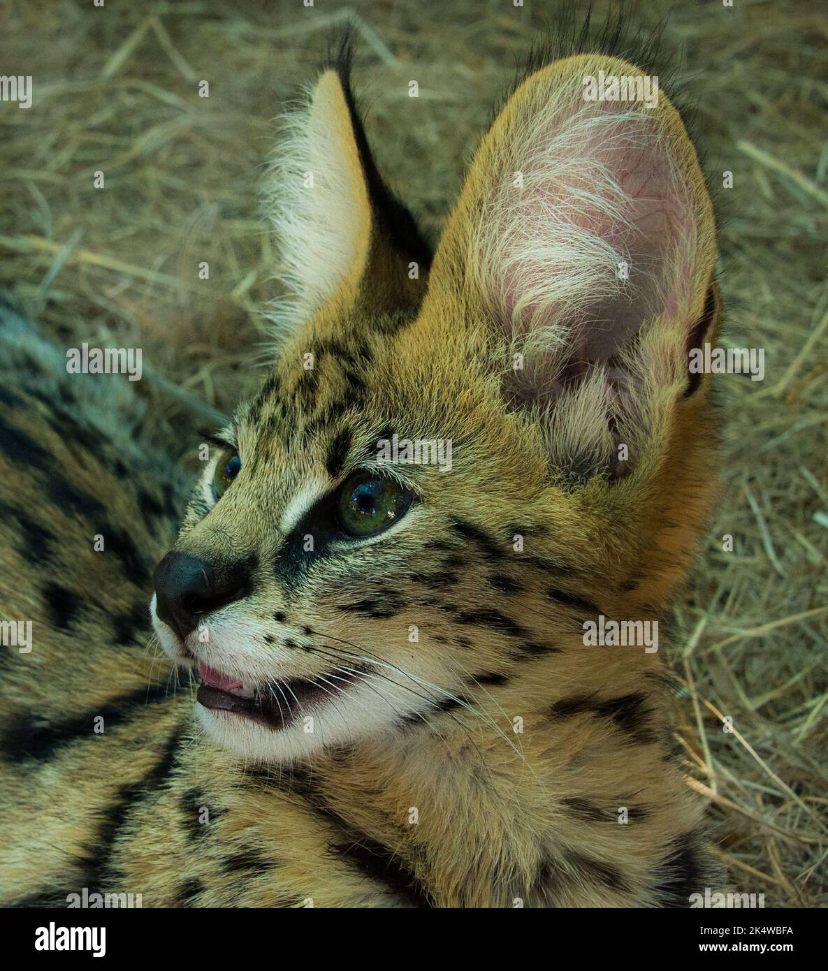 Close-up portrait of a serval in the bush, South Africa Stock Photo