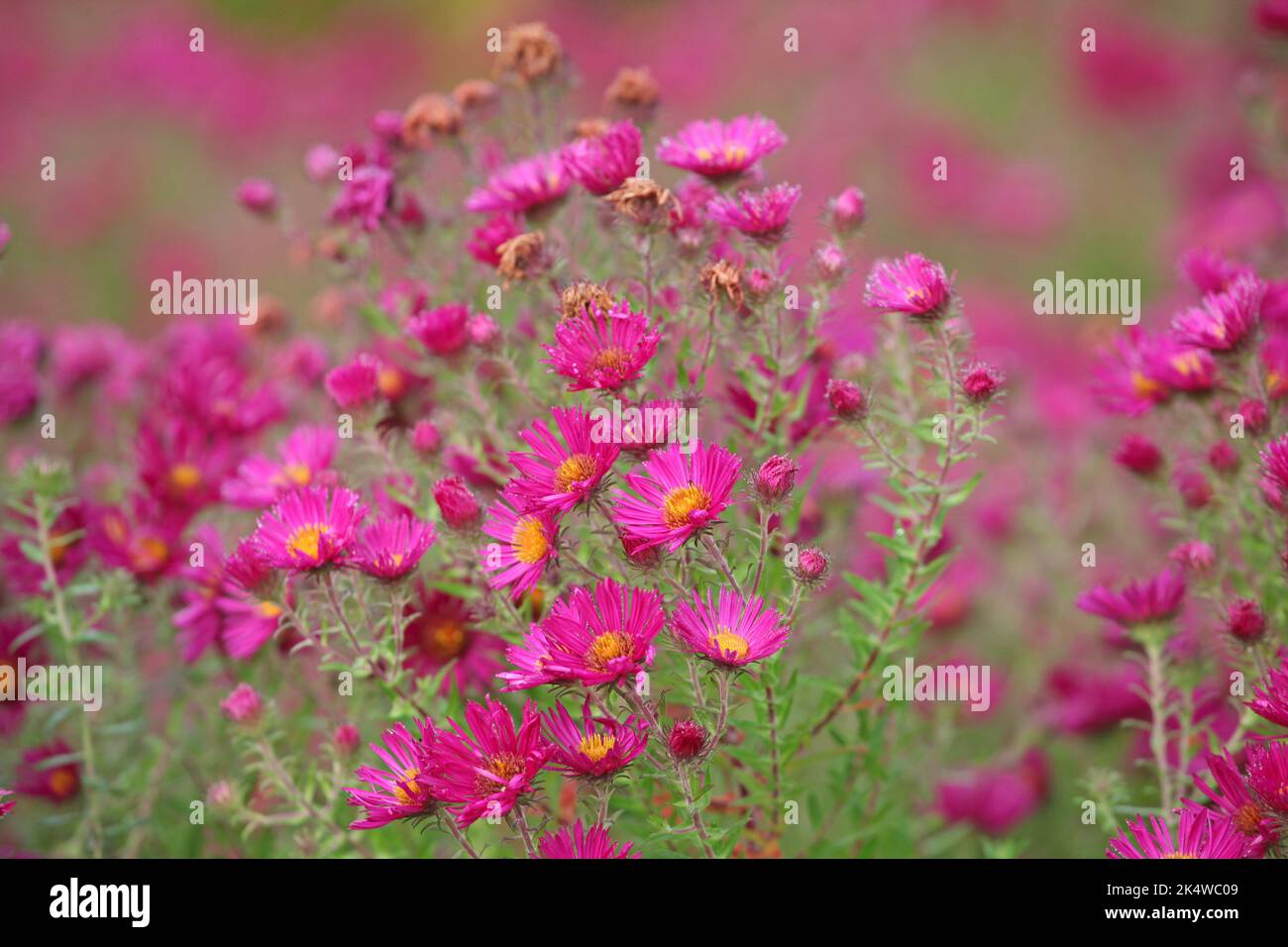 New England aster 'James Ritchie' in flower Stock Photo - Alamy