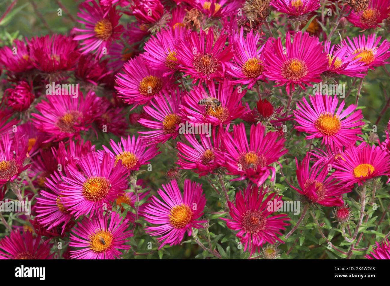 A honey bee, sits on a New England aster 'James Ritchie' in flower ...