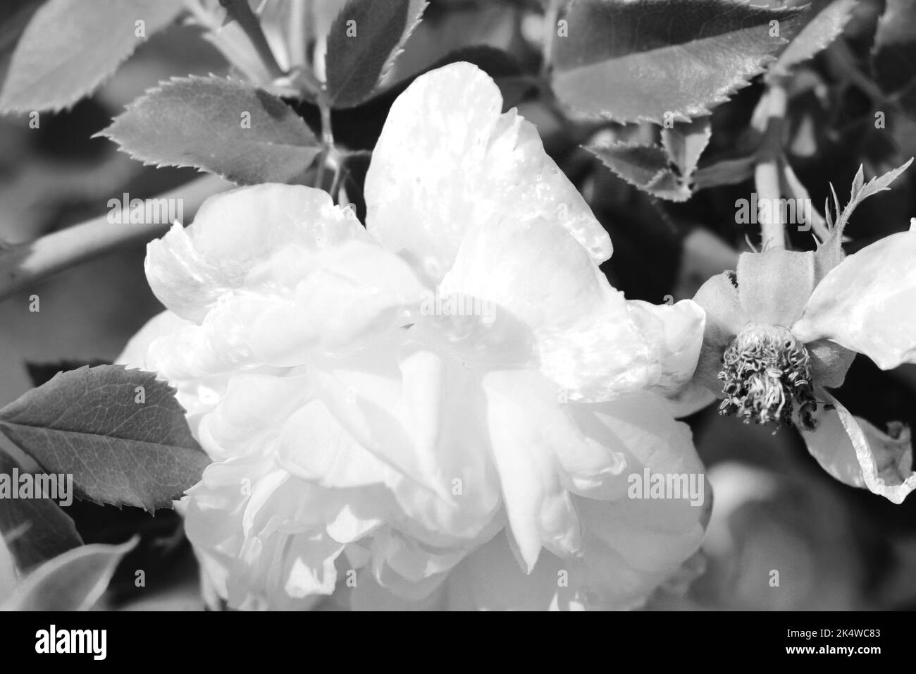 A greyscale closeup shot of beautiful roses in a garden Stock Photo - Alamy