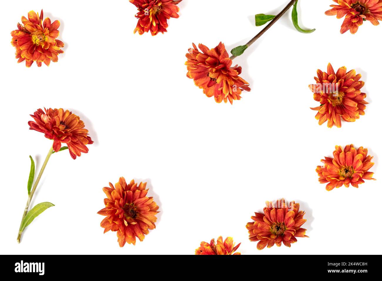 Orange chrysanthemum flowers on a white background Stock Photo