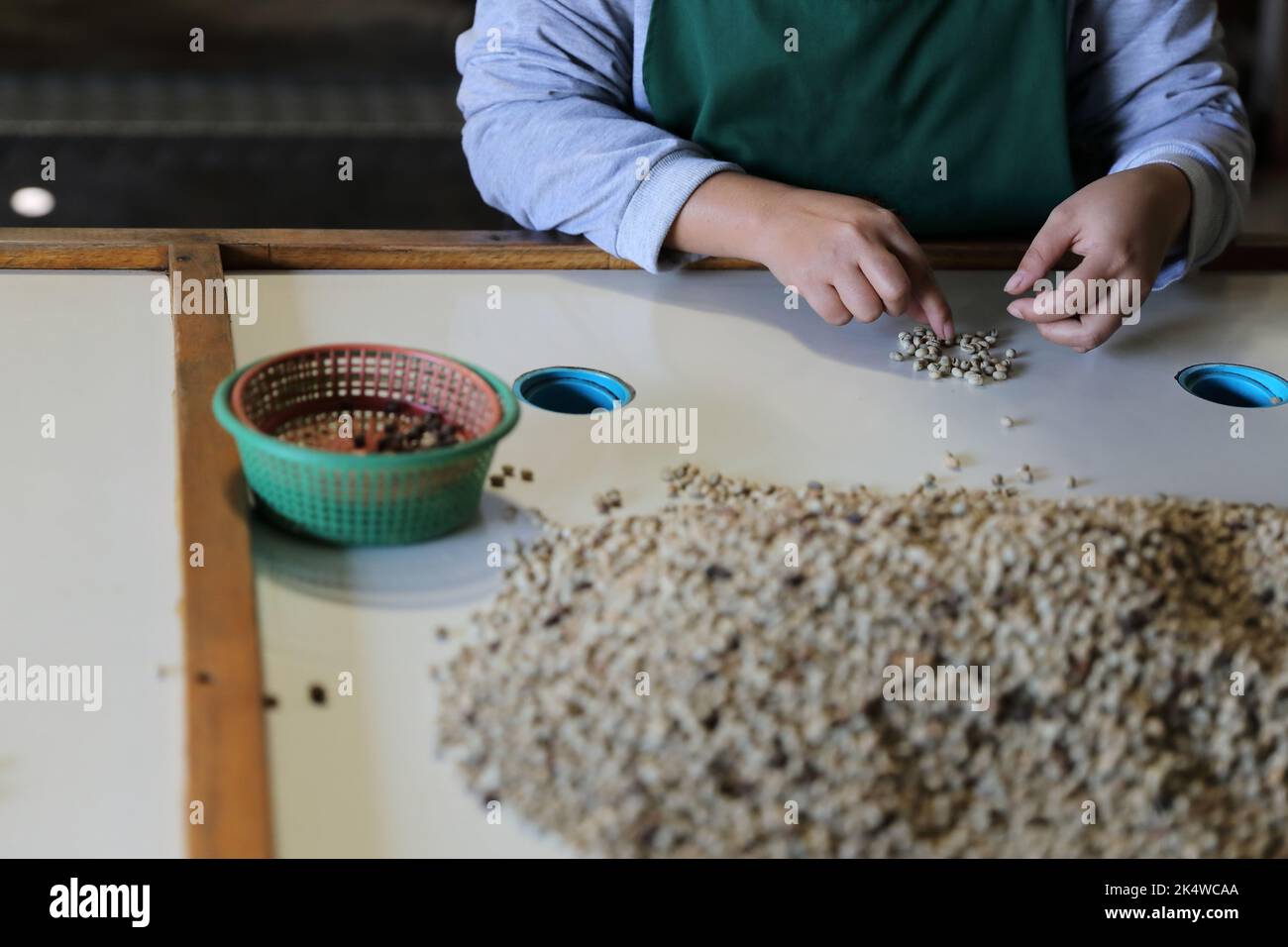 Workers Hands choosing coffee beans at coffee factory Stock Photo Alamy