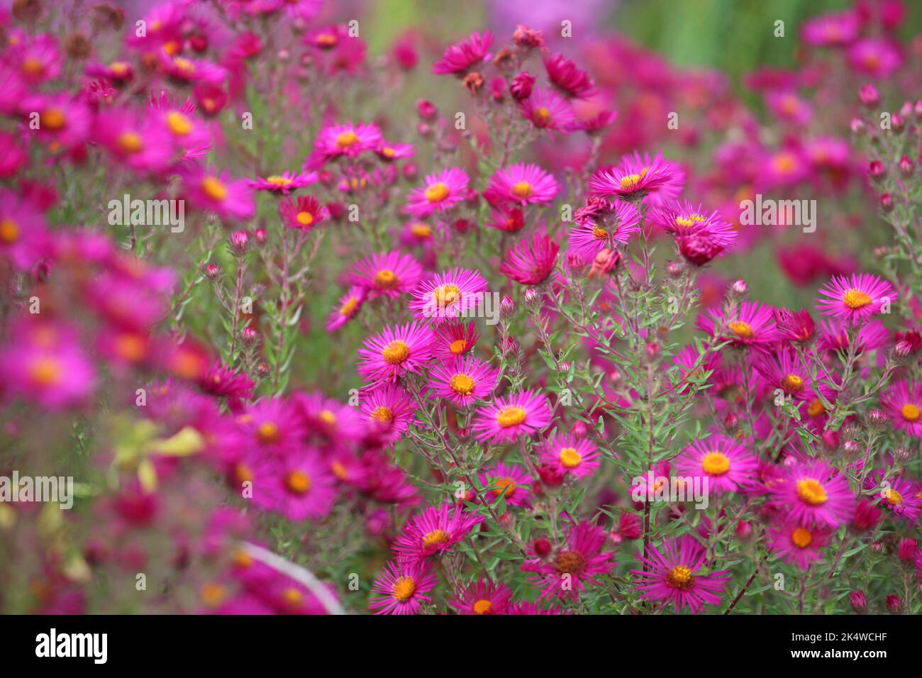 New England aster 'James Ritchie' in flower Stock Photo - Alamy